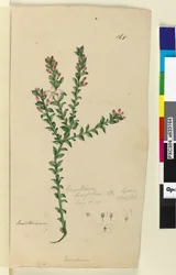 Página 168. Eriostemon buxifolium, c.1803-06 (wc, caneta, tinta e lápis)