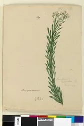 Página 169. Conospermum taxifolium, c.1803-06 (wc, caneta, tinta e lápis)