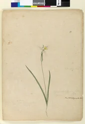 Página 170. Diplarrhena moraea, c.1803-06 (wc, caneta, tinta e lápis)