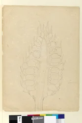 Página 178a. Zamia, c.1803-06 (wc, caneta, tinta e lápis)