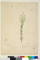 Página 17. Symphionema paludosum, c.1803-06 (wc, caneta, tinta e lápis)