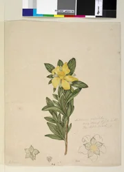 Página 181. Hibbertia volubilis Hibbertia scandens, c.1803-06 (wc, caneta, tinta e lápis)