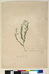 Página 182. Linum sp aliado a augustifolium, c.1803-06 (wc, caneta, tinta e lápis)