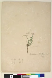 Página 187. Epilobium glabellum, c.1803-06 (wc, caneta, tinta e lápis)