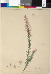 Página 190. Sprengelia incarnata, c.1803-06 (wc, caneta, tinta e lápis)