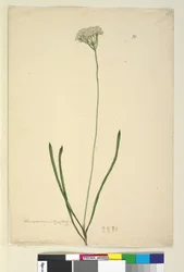 Página 20. Conospermum longifolium, c.1803-06 (wc, caneta, tinta e lápis)