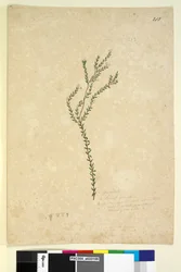 Página 213. EpacrideaeLeucopogon sp., C.1803-06 (wc, caneta, tinta e lápis)