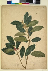 Página 216. Ficus rubiginosa, c.1803-06 (wc, caneta, tinta e lápis)
