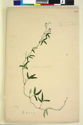 Página 218. Kennedy comptoniana Hardenbergia comptoniana, c.1803-06 (wc, caneta, tinta e lápis)