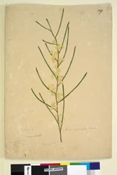 Página 219. Acacia angustifolia, c.1803-06 (wc, caneta, tinta e lápis)