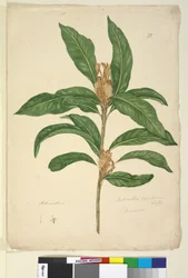 Página 22. Xylomelum pyriforme, c.1803-06 (wc, caneta, tinta e lápis)