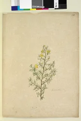Página 231. Hibbertia sp, c.1803-06 (wc, caneta, tinta e lápis)