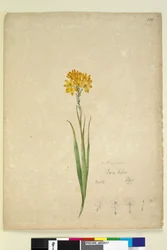 Página 232. Ixia lutea, c.1803-06 (wc, caneta, tinta e lápis)