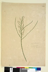 Página 234. Leptomeria, c.1803-06 (wc, caneta, tinta e lápis)