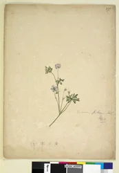 Página 237. Geranium pilosum, c.1803-06 (wc, caneta, tinta e lápis)