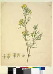 Página 244. Gompholobium, c.1803-06 (wc, caneta, tinta e lápis)