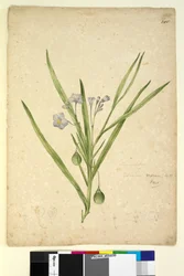 Página 245. Solanum vescum, c.1803-06 (wc, caneta, tinta e lápis)