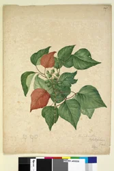 Página 247. Homolanthus populifolius Omalanthus populifolius, c.1803-06 (wc, caneta, tinta e lápis)
