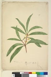 Página 25. Persoonia salicina, c.1803-06 (wc, caneta, tinta e lápis)