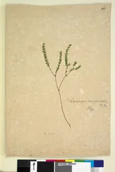 Página 260. Leucopogon margarodes, c.1803-06 (wc, caneta, tinta e lápis)