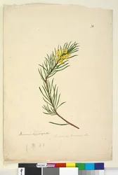 Página 26. Persoonia linearis, c.1803-06 (wc, caneta, tinta e lápis)