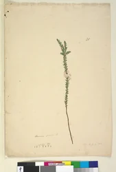 Página 28. Epacris sparsa, c.1803-06 (wc, caneta, tinta e lápis)