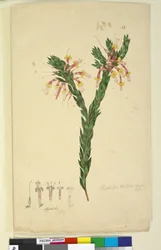 Página 33. Styphelia triflora, c.1803-06 (wc, caneta, tinta e lápis)