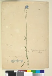 Página 36. Wahlenbergia gracilis, c.1803-06 (wc, caneta, tinta e lápis)