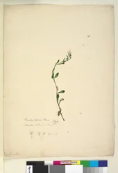 Página 38. Samolus repens, c.1803-06 (wc, caneta, tinta e lápis)