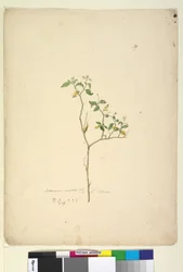 Página 39. Solanum nigrum, c.1803-06 (wc, caneta, tinta e lápis)
