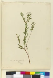Página 3. Pimelea linifolia, c.1803-06 (wc, caneta, tinta e lápis)