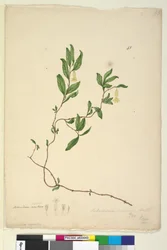 Página 43. Billardiera scandens, c.1803-06 (wc, caneta, tinta e lápis)