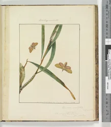 Página 43. Placa 11 Bombyx Nasuta, 1803-04 (gravuras coloridas à mão)