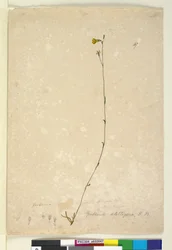 Página 47. Goodenia stelligera, c.1803-06 (wc, caneta, tinta e lápis)