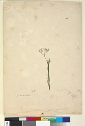 Página 49. Trachymene linearis, c.1803-06 (wc, caneta, tinta e lápis)