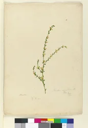 Página 4. Pimelea curviflora, c.1803-06 (wc, caneta, tinta e lápis)