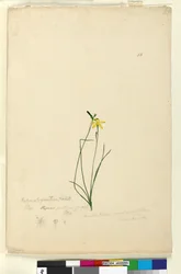 Página 55. Hypoxis hygrometrica, c.1803-06 (wc, caneta, tinta e lápis)