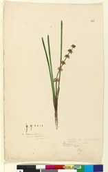 Página 62. Xerotes Lomandra multiflora, c.1803-06 (wc, caneta, tinta e lápis)