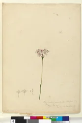 Página 63. Burchardia umbellata, c.1803-06 (wc, caneta, tinta e lápis)