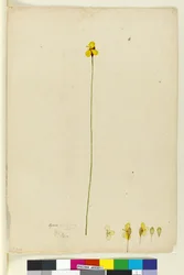 Página 6. Xyris operculata, c.1803-06 (wc, caneta, tinta e lápis)