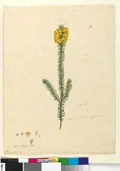 Página 73. Dillwynia rubis , c.1803-06 (wc, caneta, tinta e lápis)