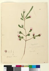 Página 76. Darwinia fascicularis, c.1803-06 (wc, caneta, tinta e lápis)