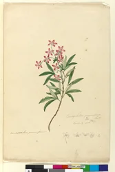 Página 77. Ceratopetalum gummiferum, c.1803-06 (wc, caneta, tinta e lápis)