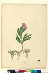 Página 82. Mesembryanthemum aequilaterale, c.1803-06 (wc, caneta, tinta e lápis)