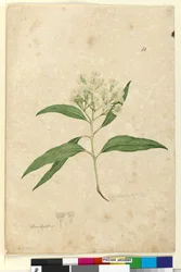 Página 84. Eucalyptus paniculata, c.1803-06 (wc, caneta, tinta e lápis)