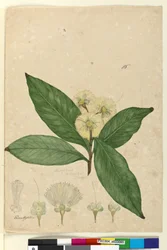 Página 85. Angophora intermedia, c.1803-06 (wc, caneta, tinta e lápis)