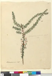 Página 86. Leptospermum scoparium, c.1803-06 (wc, caneta, tinta e lápis)