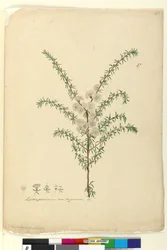 Página 87. leptospermum ambígua, c.1803-06 (WC, caneta, lápis e tinta)