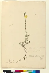 Página 93. Hibbertia stricta, c.1803-06 (wc, caneta, tinta e lápis)