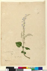 Página 96. Plectranthus australis, c.1803-06 (wc, caneta, tinta e lápis)
